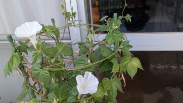 白色のアサガオ