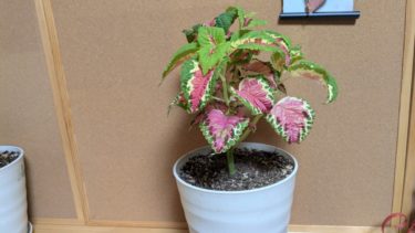 80円のコリウス