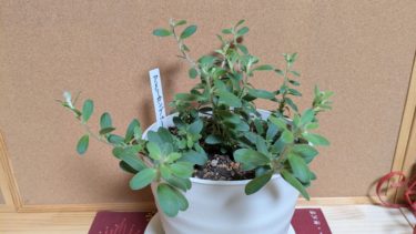 アメリカンブルー