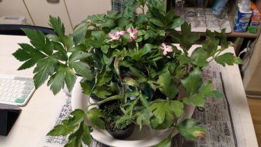 明日葉と日々草