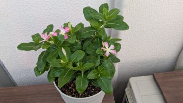 日々草のビンカ