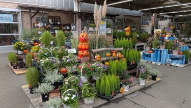 リンドウの岩手乙女を求めて