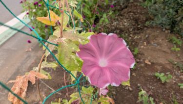 秋の一輪の素敵な朝顔