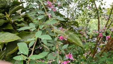 ハギの花を見つけました