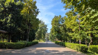東所沢公園の金木犀