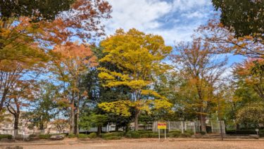 和田西公園の黄葉