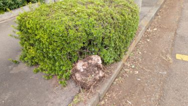 路肩のニーム、また来年ね