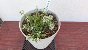 今日の玄関のお花 アリッサム