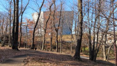 どんぐりの森の風景
