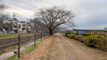 冬の東川の小道