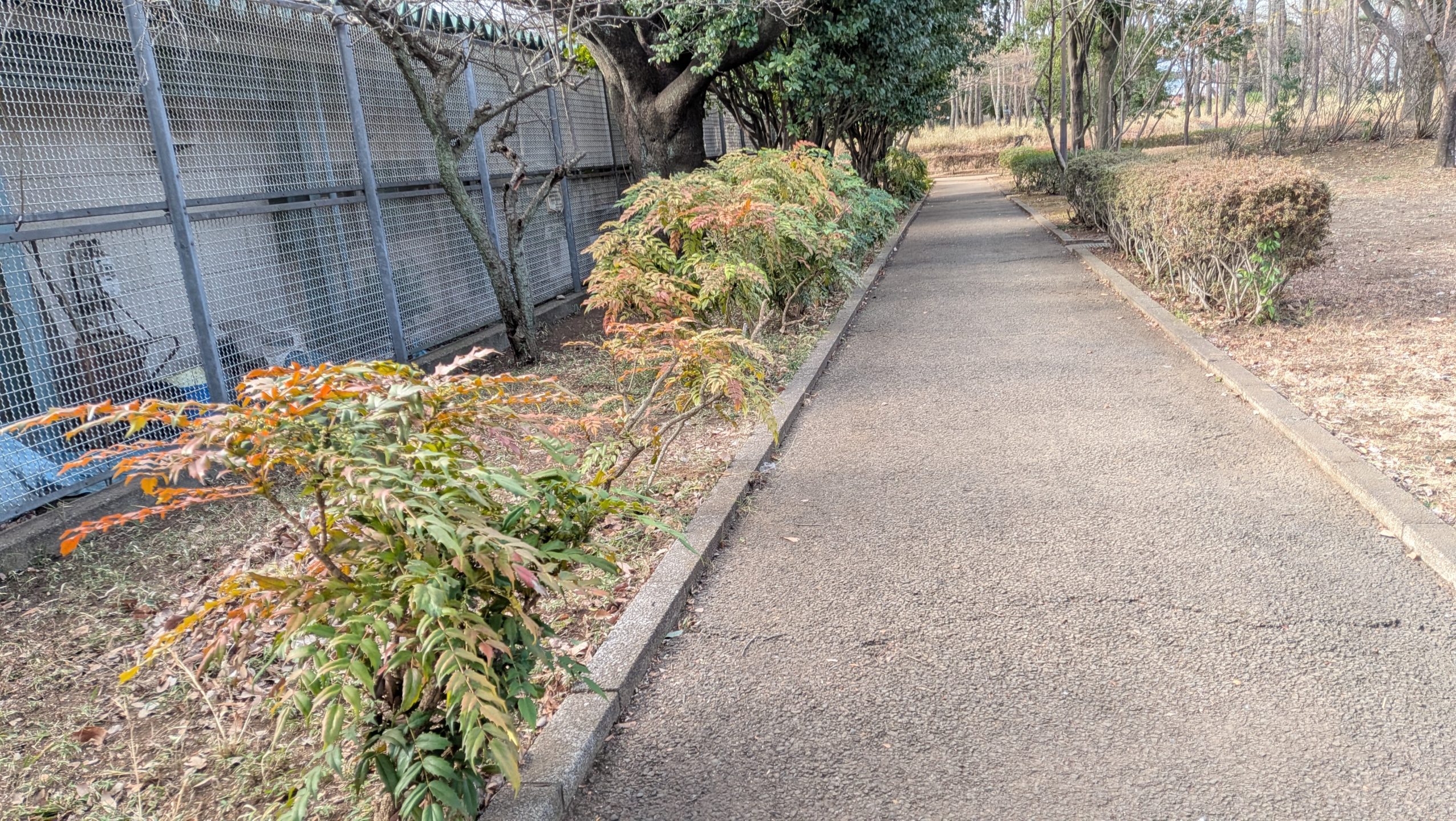 ヒイラギナンテン