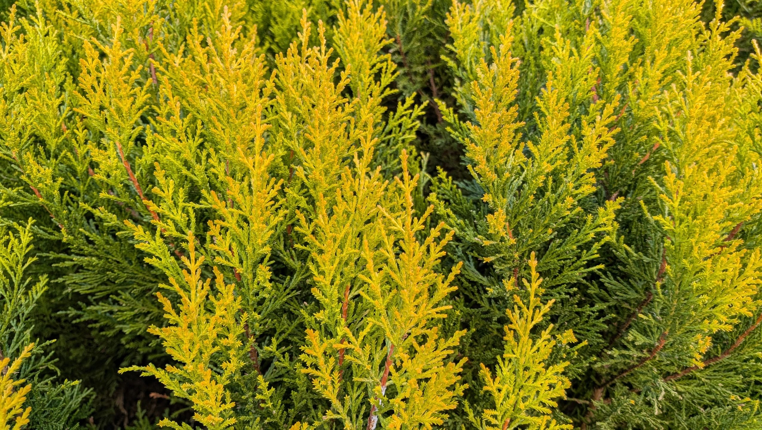 針葉樹・コニファー・Conifer