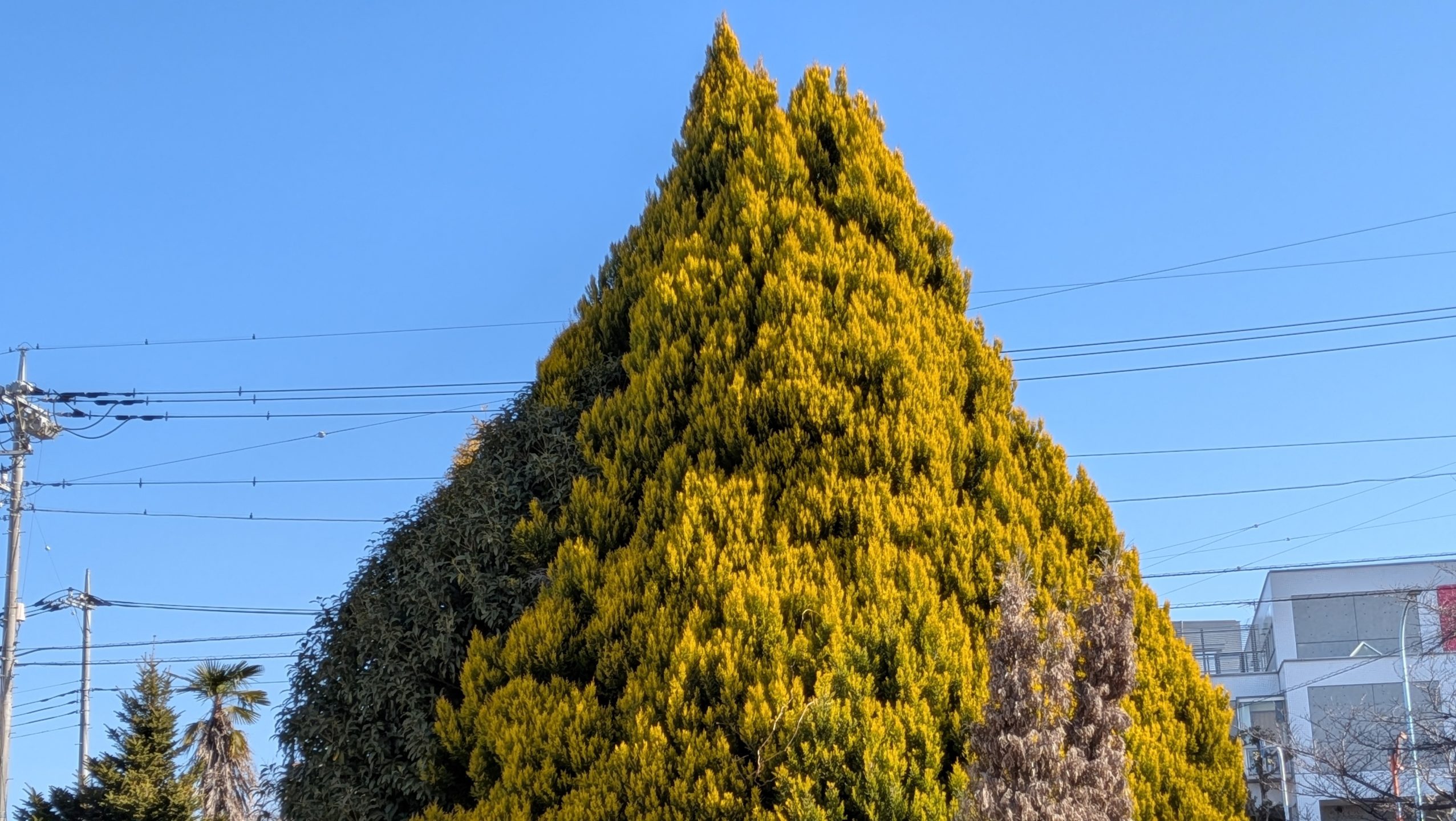 黄金比・ゴールドクレスト・Goldcrest