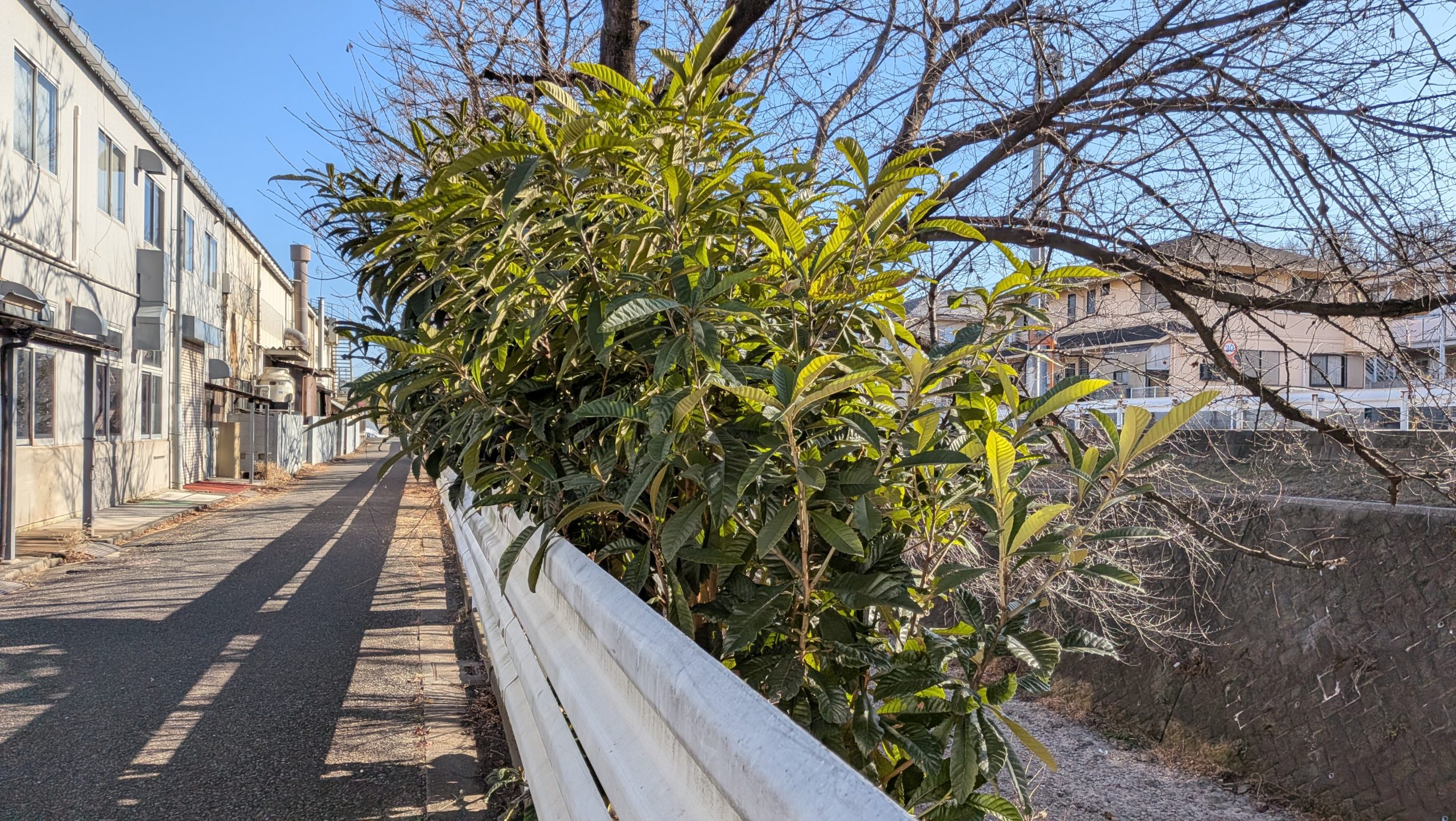 枇杷・ビワ・Loquat