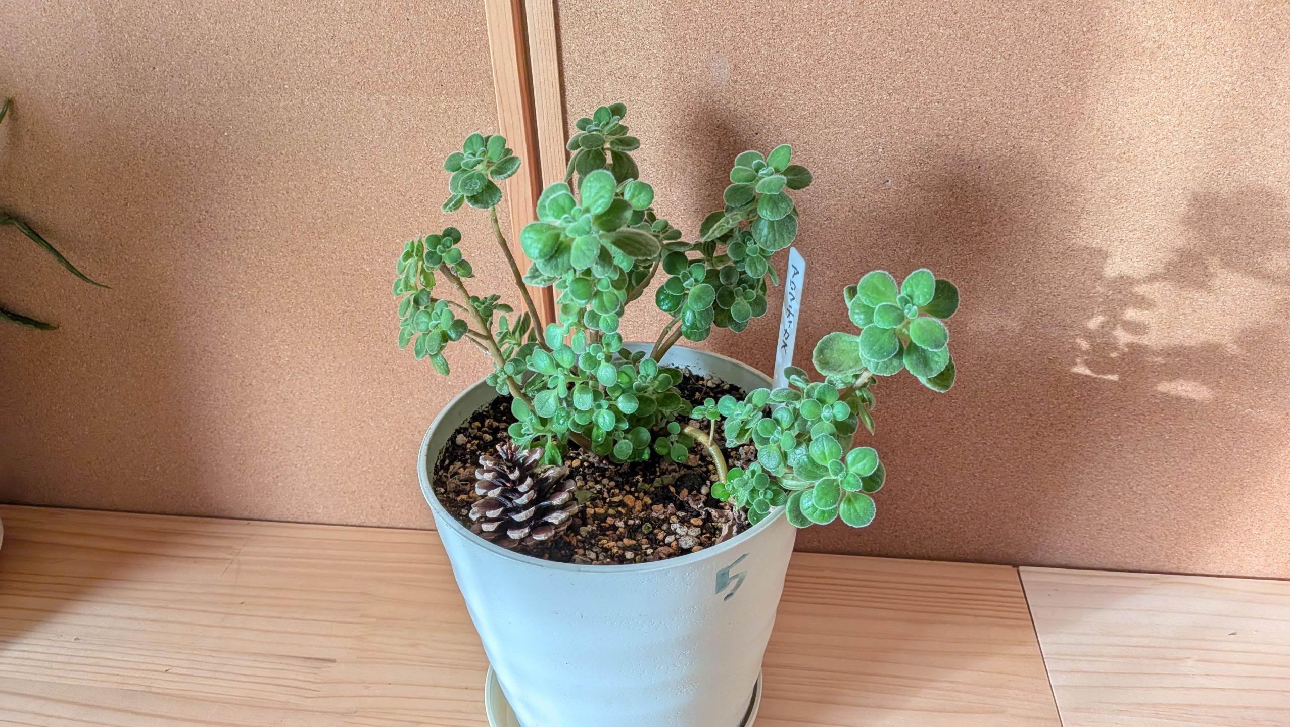 アロマティカス