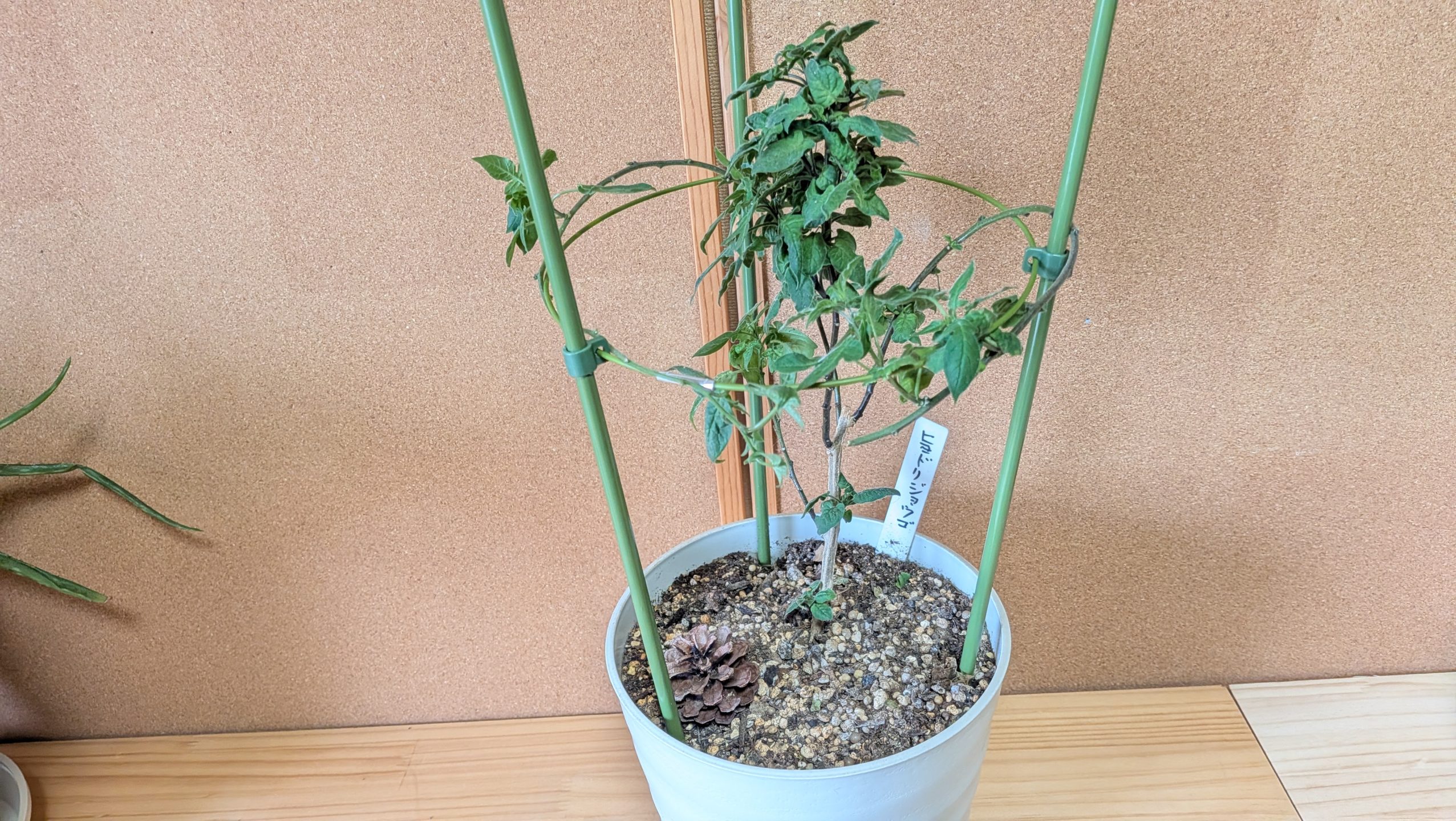 ヒヨドリジョウゴ