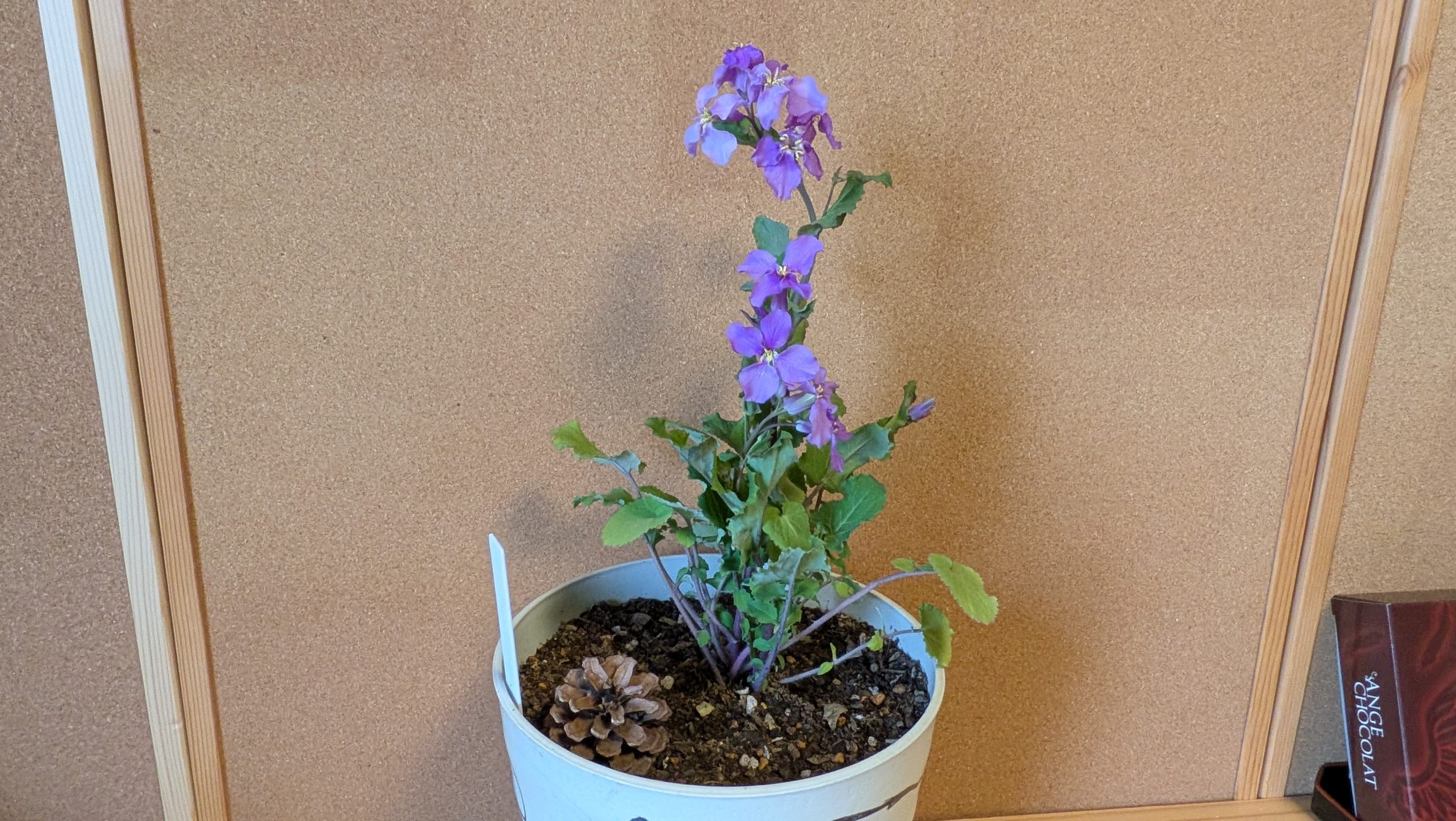 ムラサキハナナ