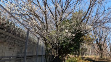 東所沢公園の梅の花