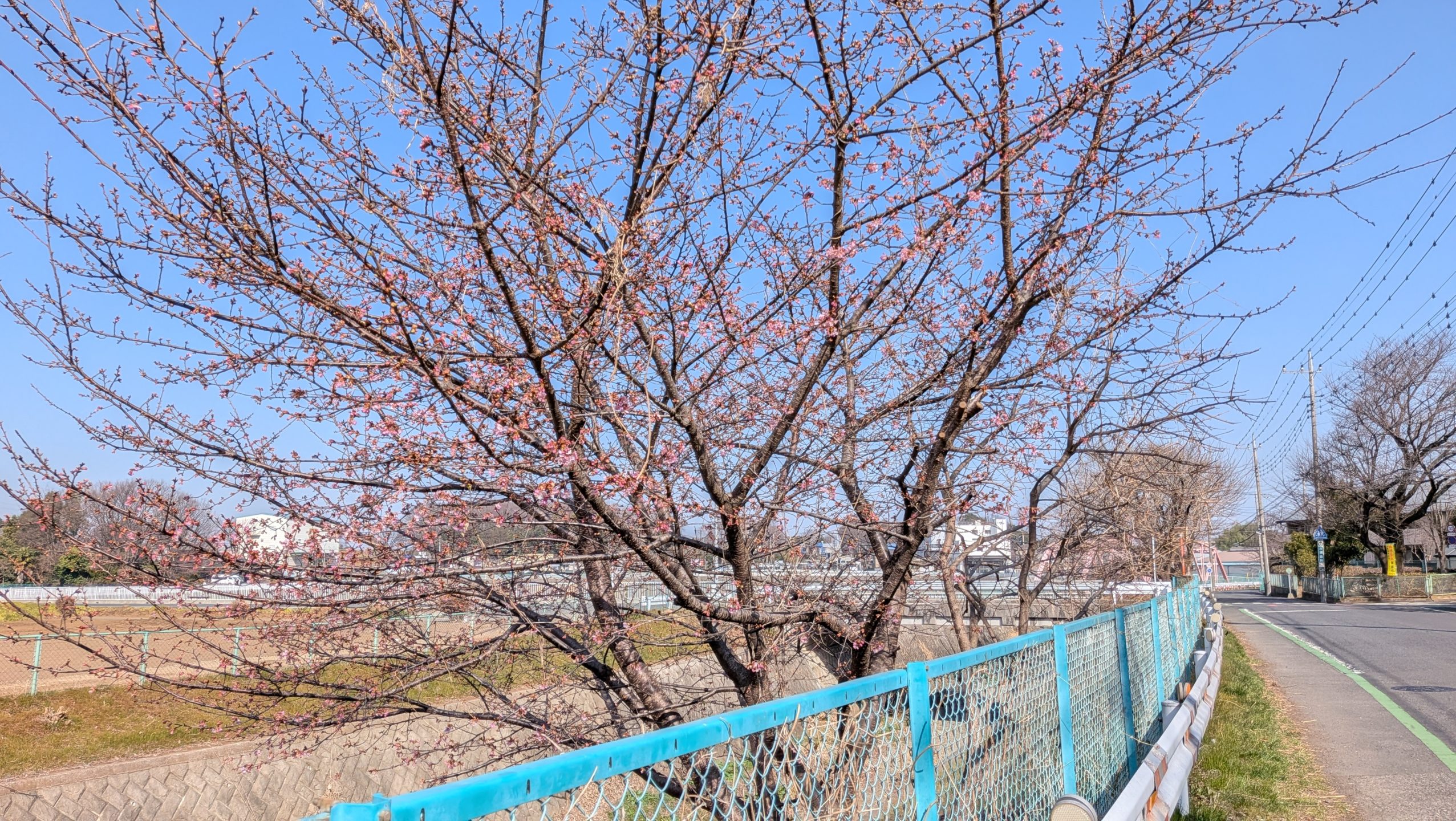 河津桜