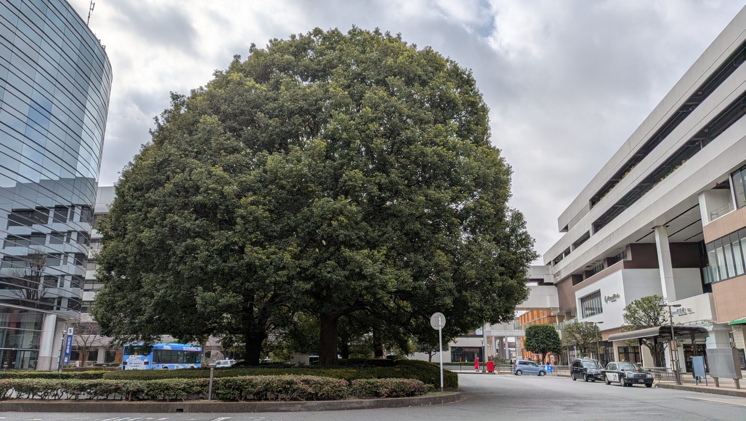 所沢駅東口ロータリーに立つ、立派で青々としたクスノキの大樹