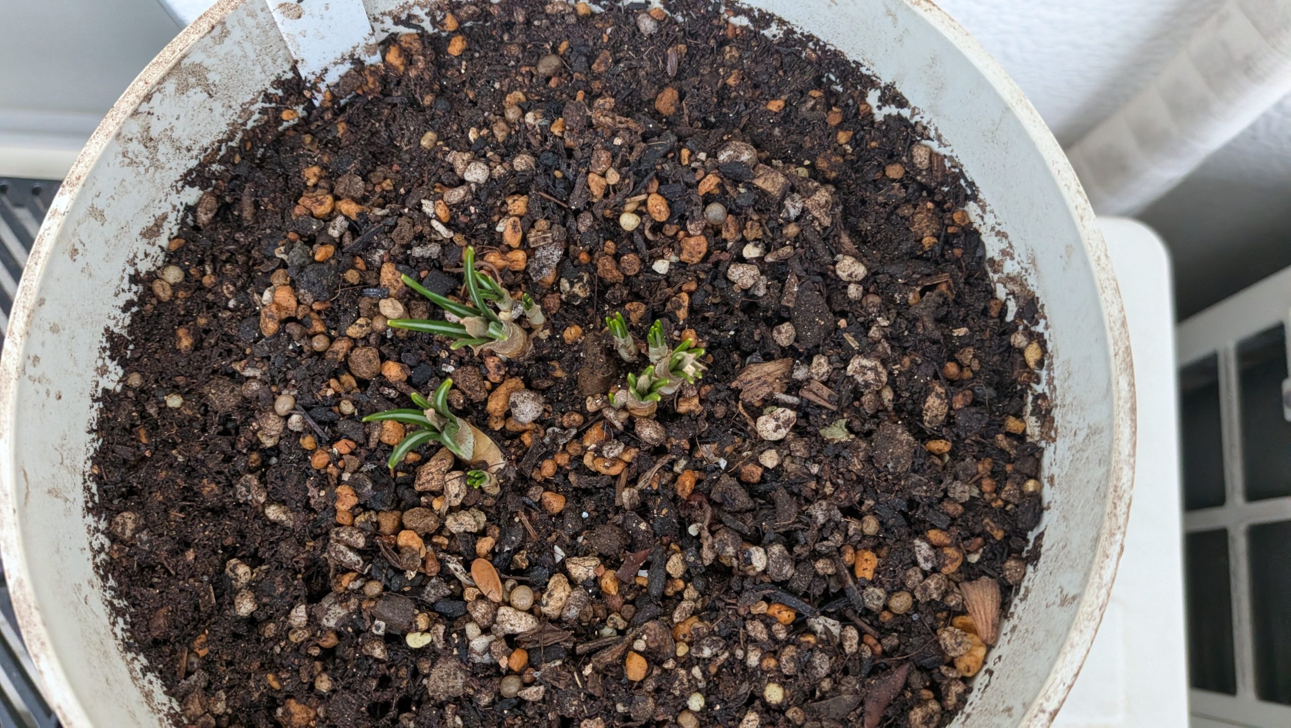 ベランダのプランターで少しずつ育つクロッカスの芽