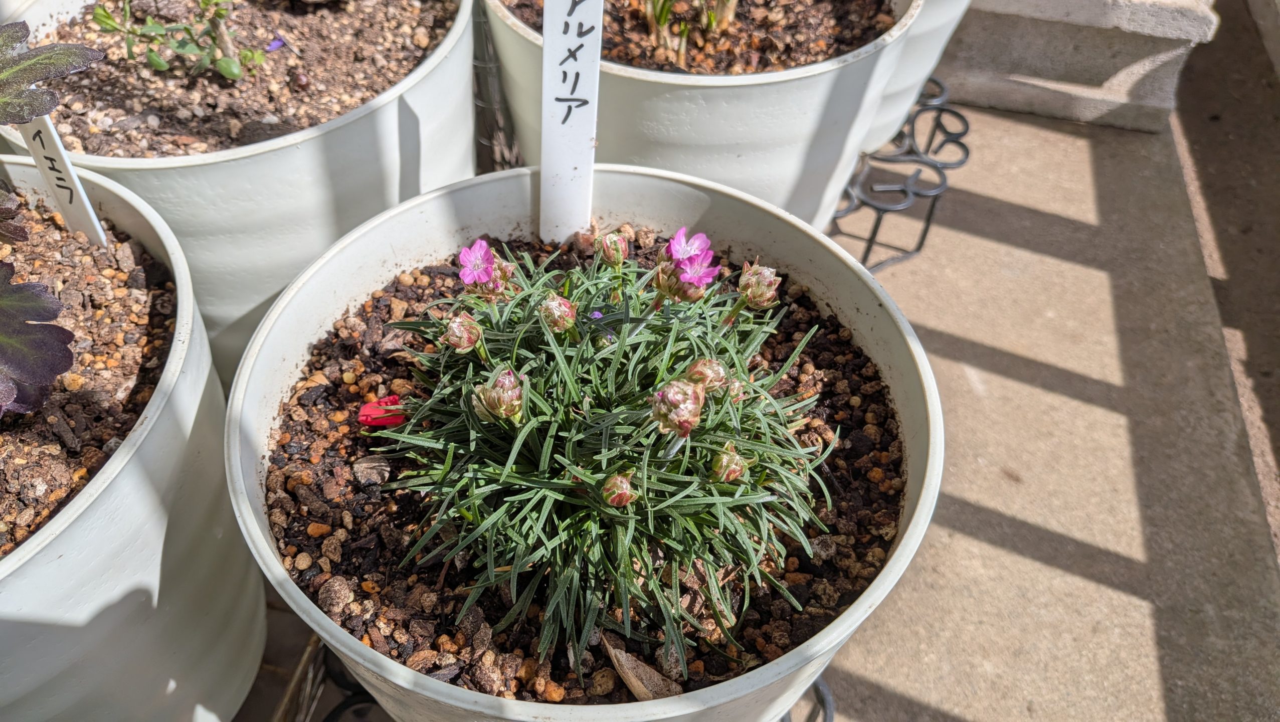 ベランダのプランターで可愛らしく咲き始めたアルメリアの花（浜簪）