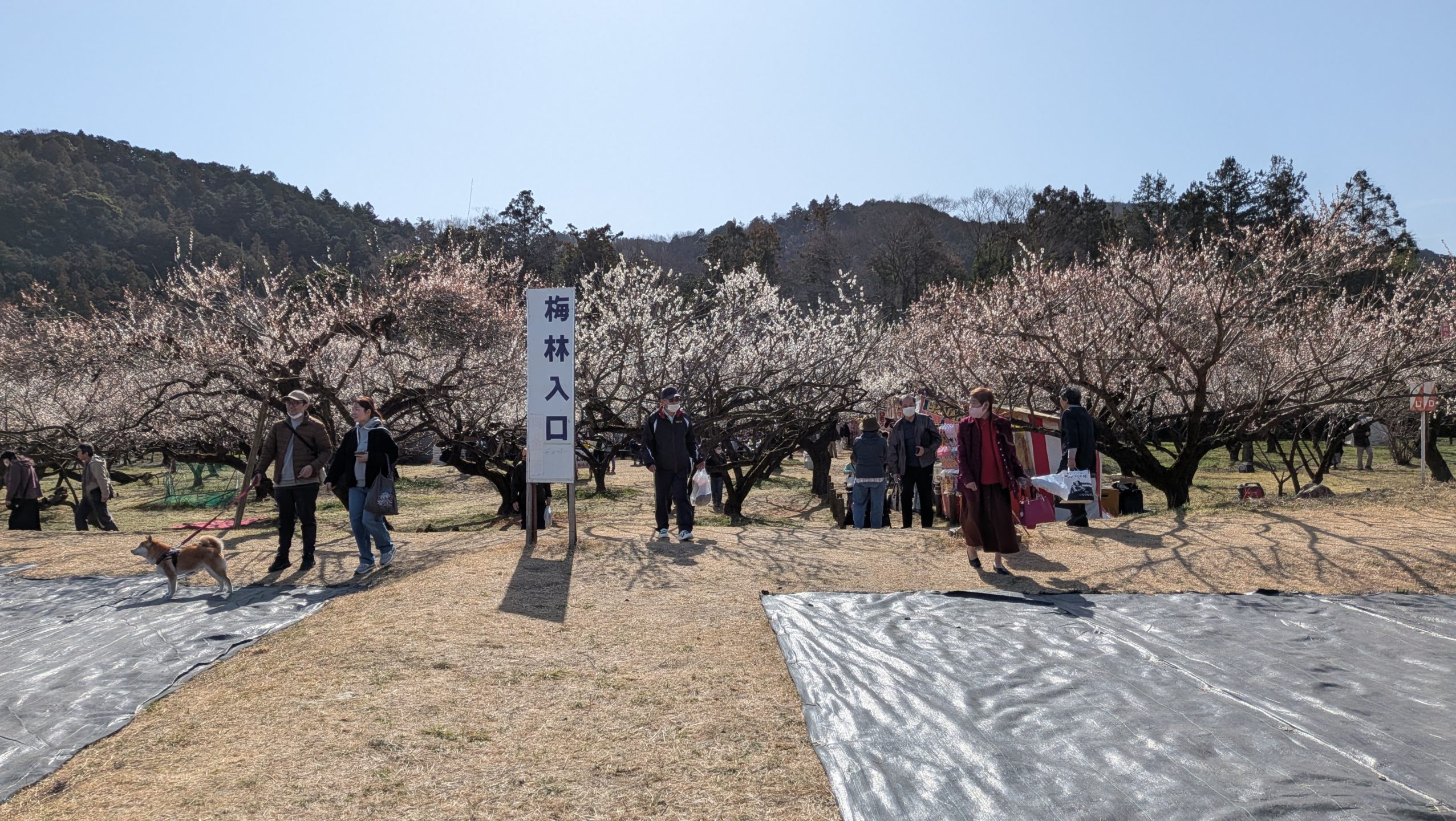 越生梅林の風景